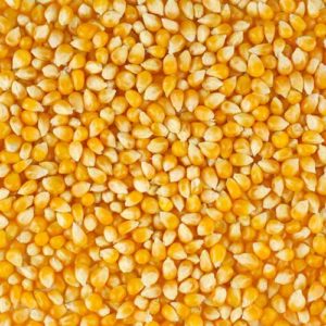 grain-maize